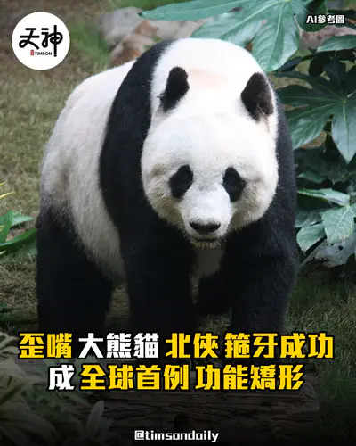 成都大熊貓北俠歪嘴箍牙成功成全球首例