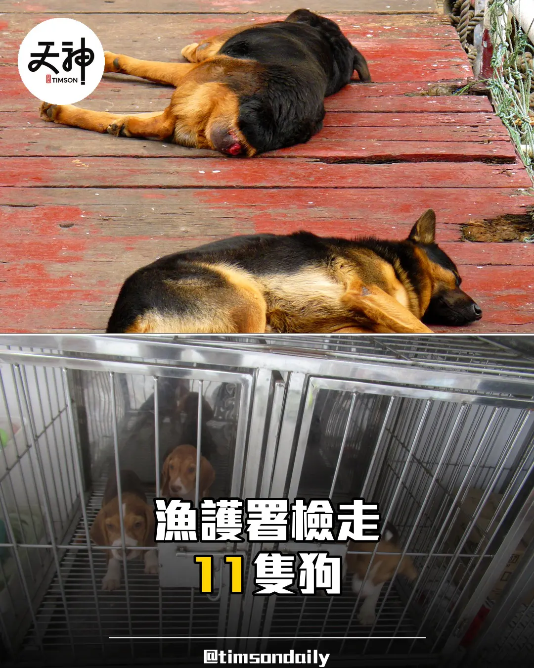 漁護署元朗狗場檢走11隻狗　收容所再被控無牌養136隻