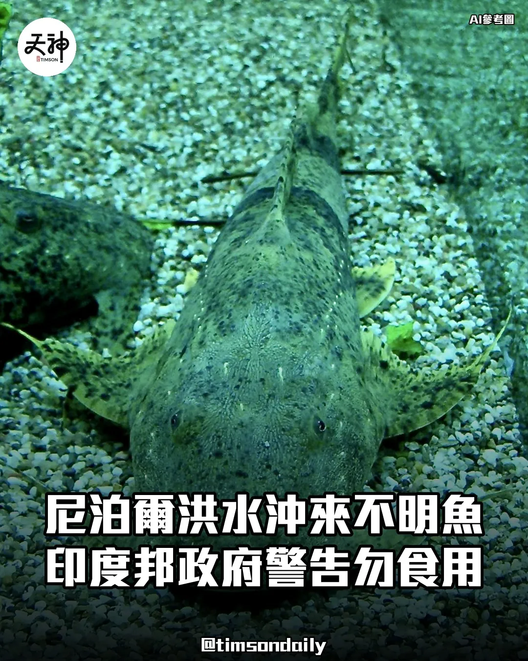 尼泊爾泥石流洪水沖來不明魚 印度比哈爾邦警告勿食用