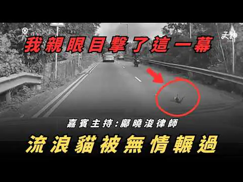 【不安片段】我親眼目撃流浪貓係馬路上被二次輾斃... 撞到動物不顧而去 真係冇刑事責任? | 嘉賓主持:鄺曉浚律師