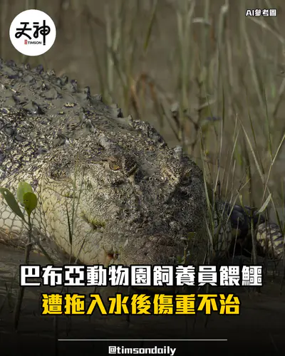巴布亞新幾內亞動物園飼養員遭鱷魚拖入水傷重不治