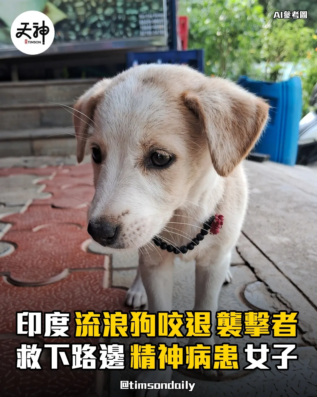 印度流浪狗咬退襲擊者救下路邊精神病患女子