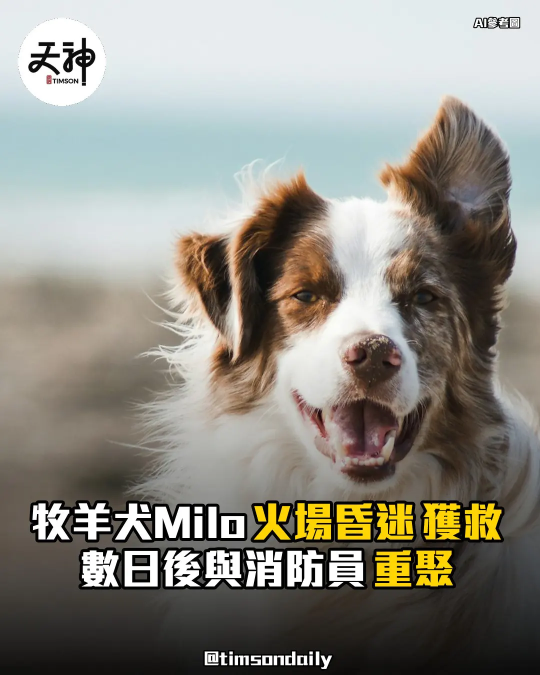美國帕薩迪納牧羊犬Milo火場昏迷獲救 數日後與消防員重聚