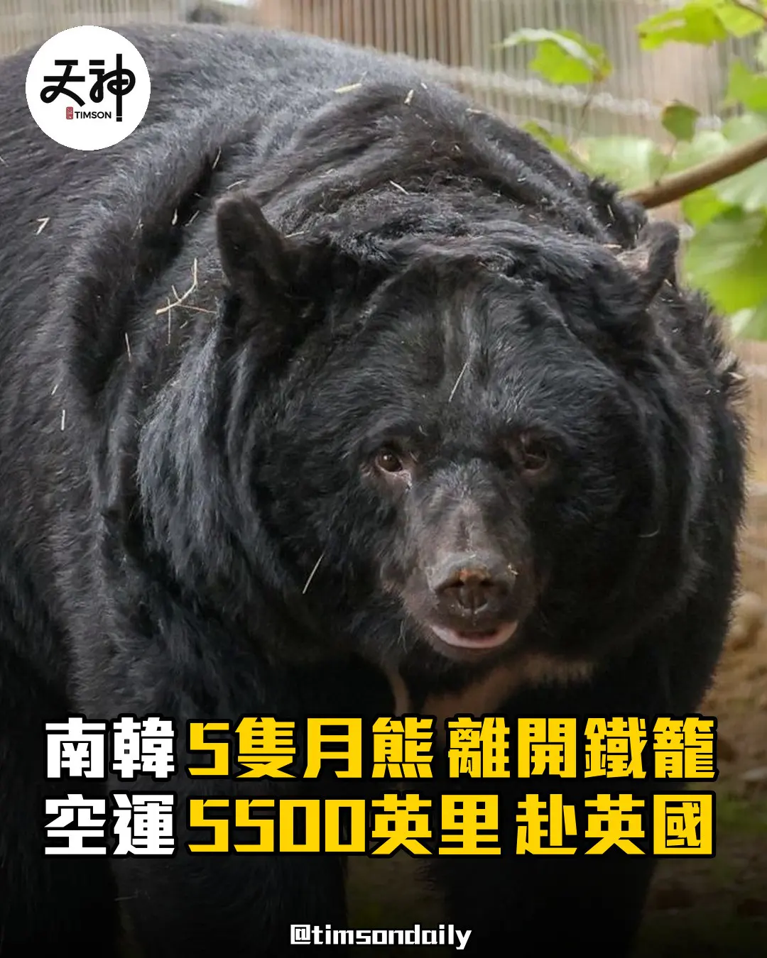 南韓5隻月熊空運5500英里抵英國展開新生活