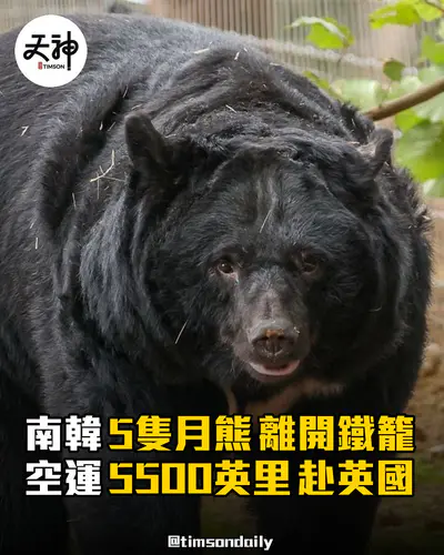 南韓5隻月熊空運5500英里抵英國展開新生活