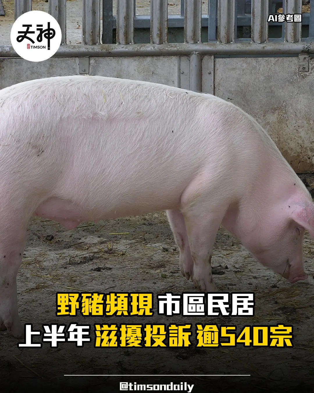 野豬頻現市區民居　上半年滋擾投訴逾540宗
