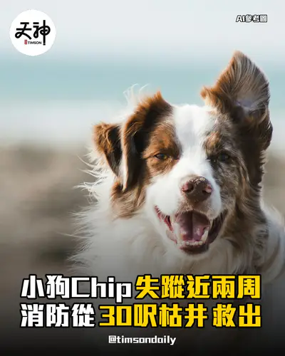 美國小狗Chip困30呎枯井 消防爬地底救出