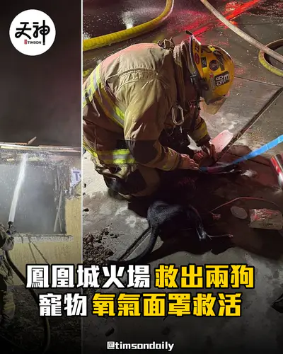 美國鳳凰城消防用寵物氧氣面罩救起火場兩狗
