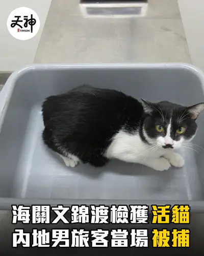 海關文錦渡檢獲非法進口活貓 內地男旅客被捕